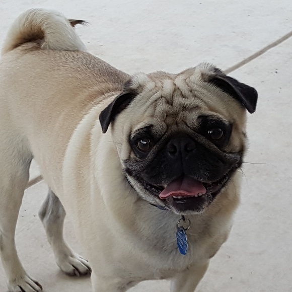 Meet your Posher, Elizabeth - Picture 2 of 2